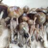 Psilocybe Semilanceata mushroom