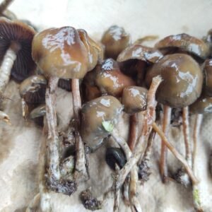 Psilocybe Semilanceata mushroom