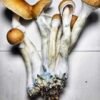 cubensis Amazonian
