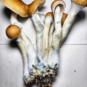 cubensis Amazonian