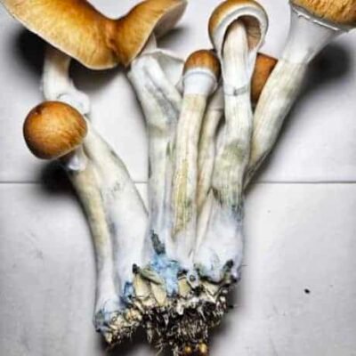 cubensis Amazonian