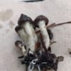Psilocybe baeocystis
