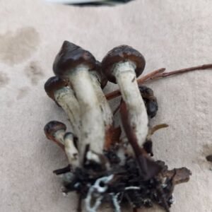 Psilocybe baeocystis