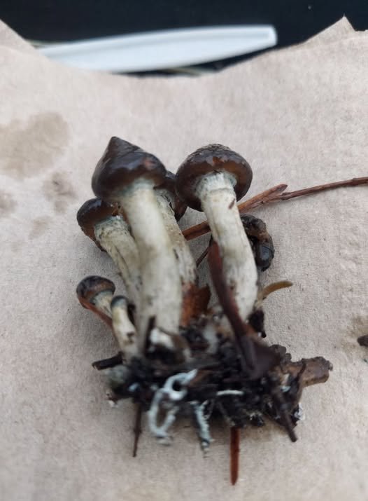 Psilocybe baeocystis