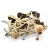 Buy Amazonian Cubensis