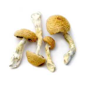 Alternative view of AZTEC GODS MAGIC MUSHROOMS