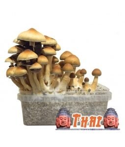Psilocybe Cubensis Thai