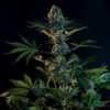 Royal Gorilla Strain