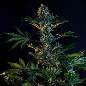 Royal Gorilla Strain