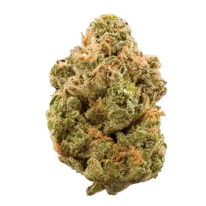 Stardawg strain