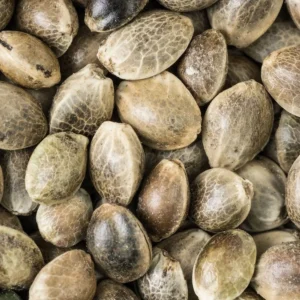 Pure Quality UK Cheese Seeds (5 Seeds) - Image 3