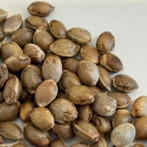Quality UK Cheese Seeds