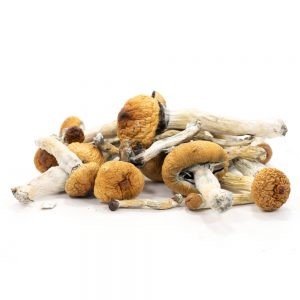 Buy Golden Teacher Mushrooms Online UK