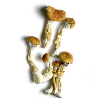 GOLDEN MAMMOTH MUSHROOM
