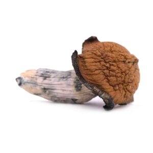Lizard King Magic Mushrooms