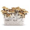 Magic Mushroom Grow Kit