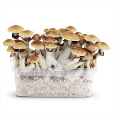 Magic Mushroom Grow Kit