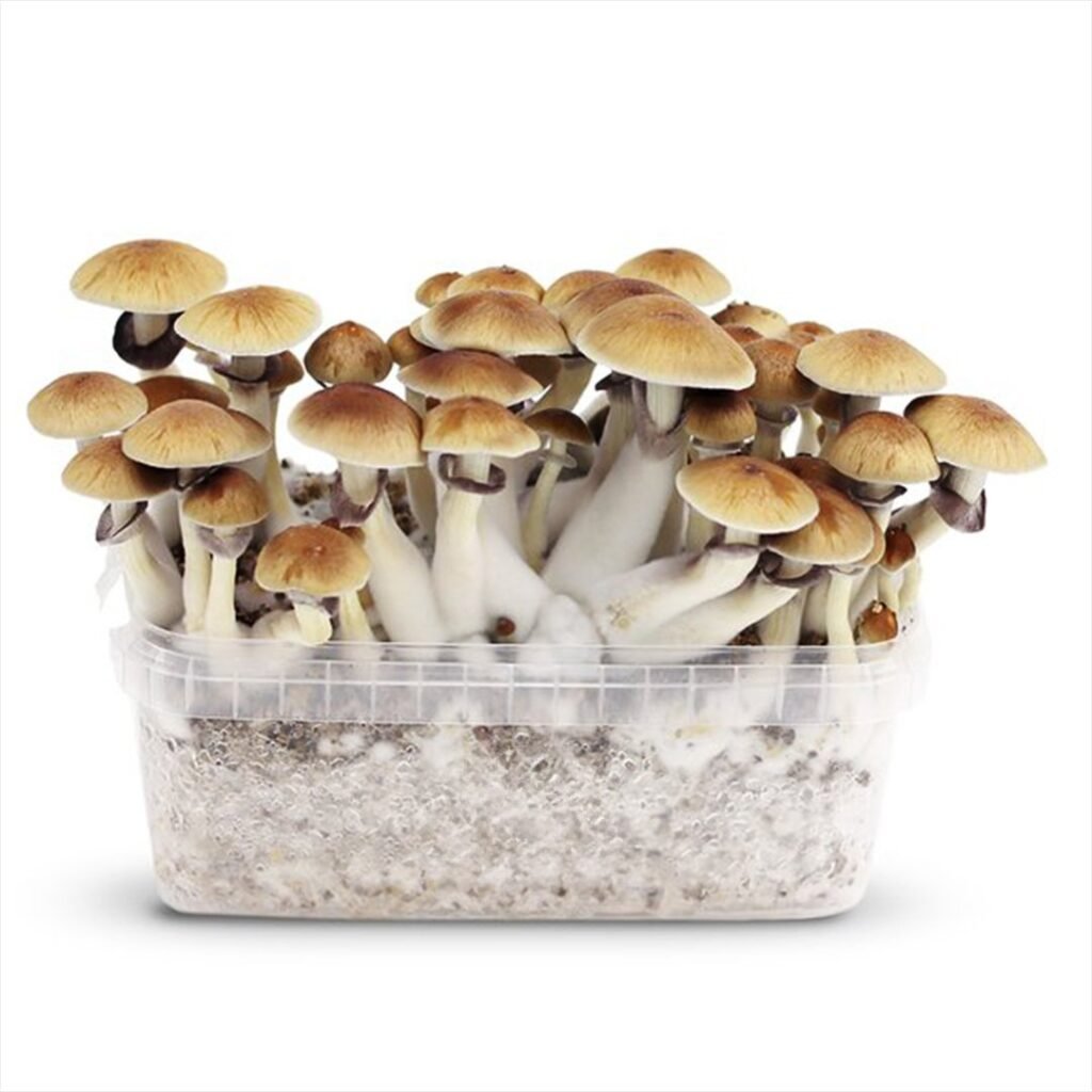 Magic Mushroom Grow Kit