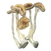 Albino Mushroom