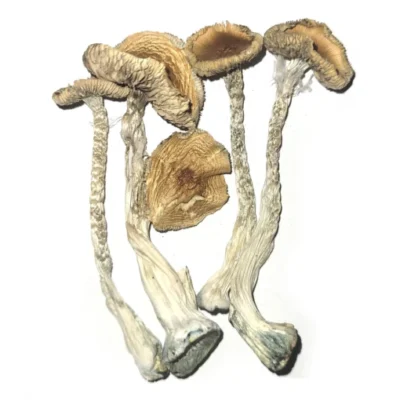 Albino Mushroom