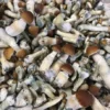 Psilocybe Cyanescens