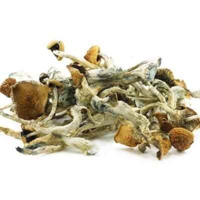 Magic Mushroom Order