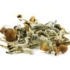 Psilocybe Azurescens UK