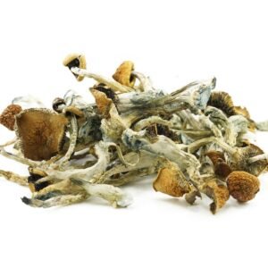 Psilocybe Azurescens UK