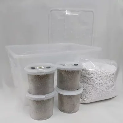 Grow kits Magic Mushrooms