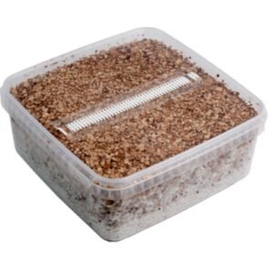 Magic Mushroom Growing Kit