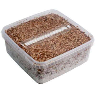 Magic Mushroom Growing Kit