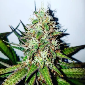 Alternative view of Pure Quality UK Cheese Seeds (5 Seeds)