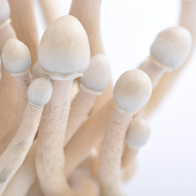 Cubensis Mushrooms