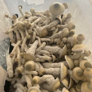 Thrasher Mushrooms For Sale