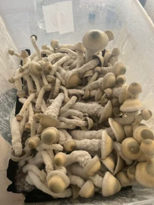 Thrasher Mushrooms For Sale