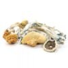 Buy Blue Meanies Mushrooms Online UK