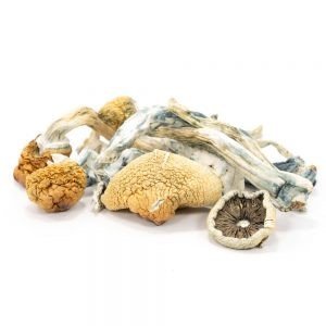 Buy Blue Meanies Mushrooms Online UK