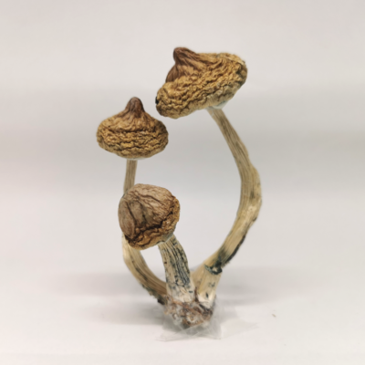 Mazatepec Mushroom For Sale