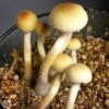 Cambodian Cubensis