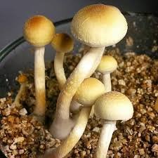 Cambodian Cubensis