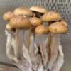 Cubensis McKennaii