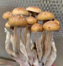 Cubensis McKennaii