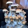 Mushroom Growing Kits