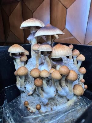 Mushroom Growing Kits