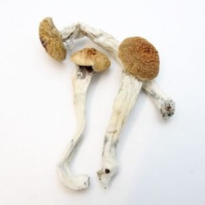 AZTEC GODS MAGIC MUSHROOMS