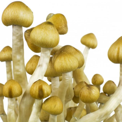 Mazatapec Mushroom Spores
