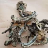 Psilocybe Cubensis mushroom