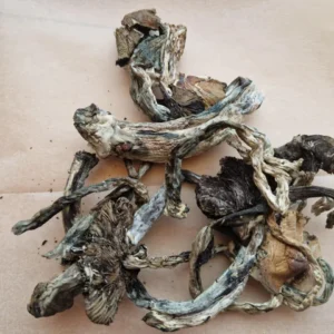 Psilocybe Cubensis mushroom