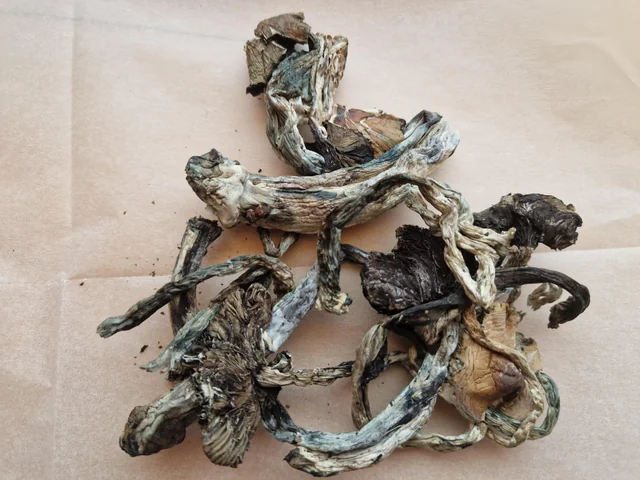 Psilocybe Cubensis mushroom