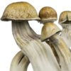 Psilocybe cubensis Ecuador